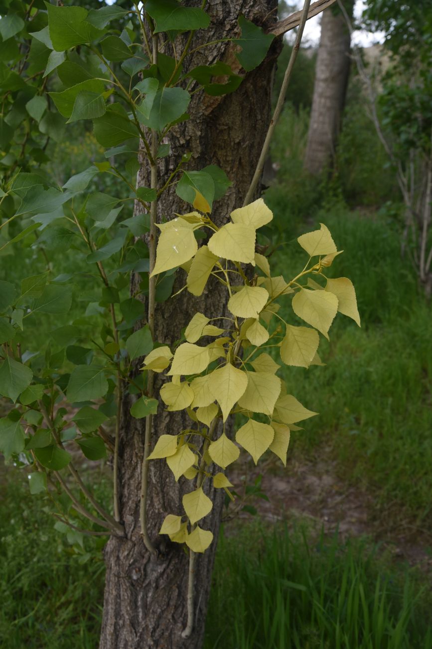 Image of Populus nigra specimen.