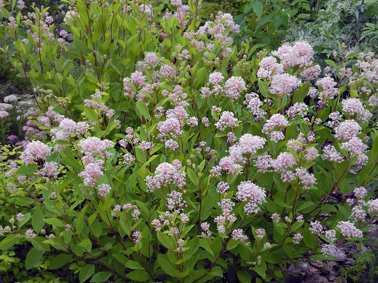 Image of Ceanothus americanus specimen.