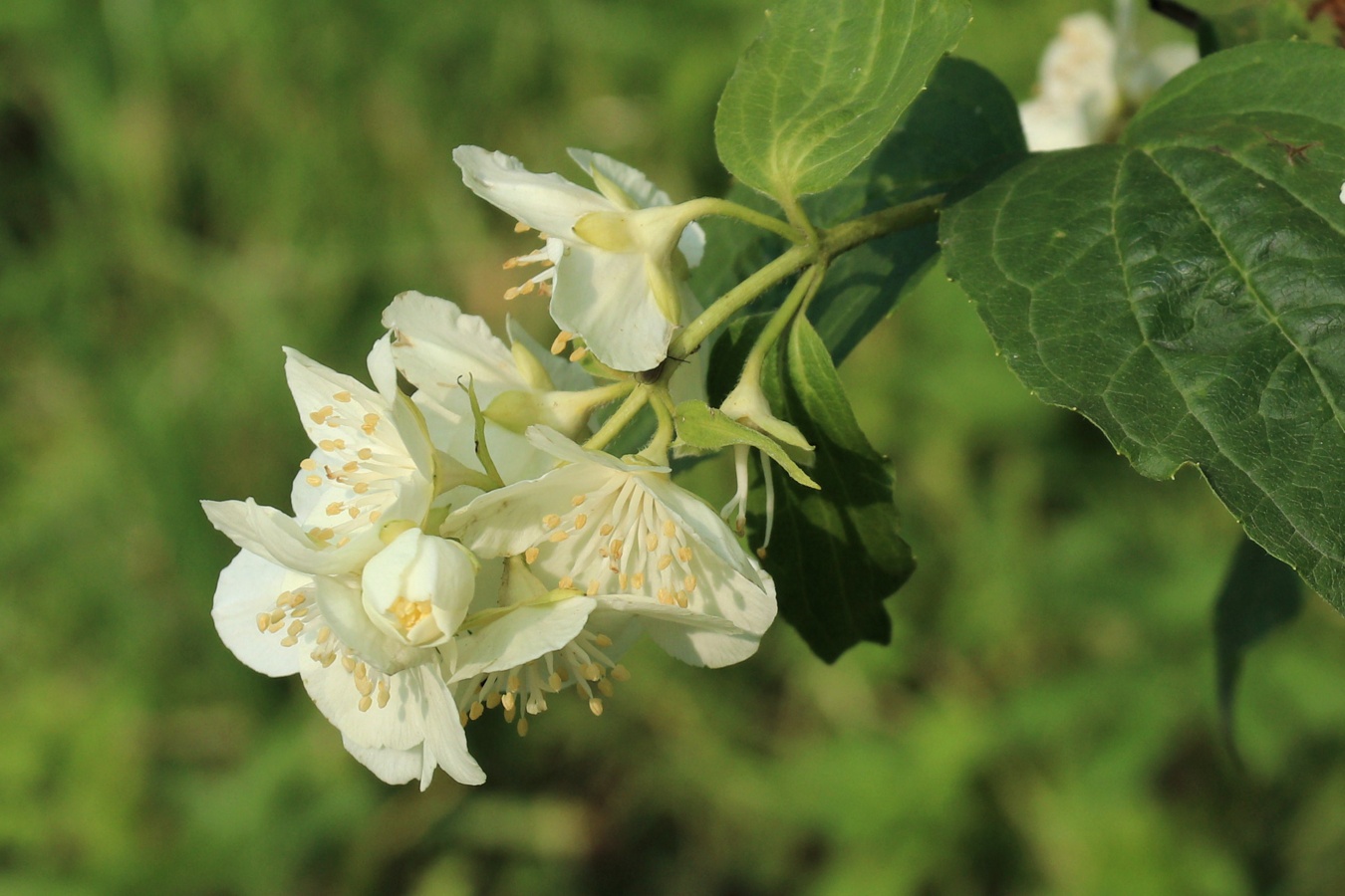Изображение особи Philadelphus coronarius.