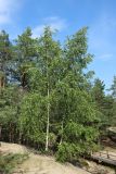 Betula pendula. Плодоносящие растения. Ленинградская обл., Кингисеппский р-н, окр. дер. Выбье, экологическая тропа; старая дюна, склон в верхней части, овсяницево-зеленомошный сосняк. 13.07.2025.