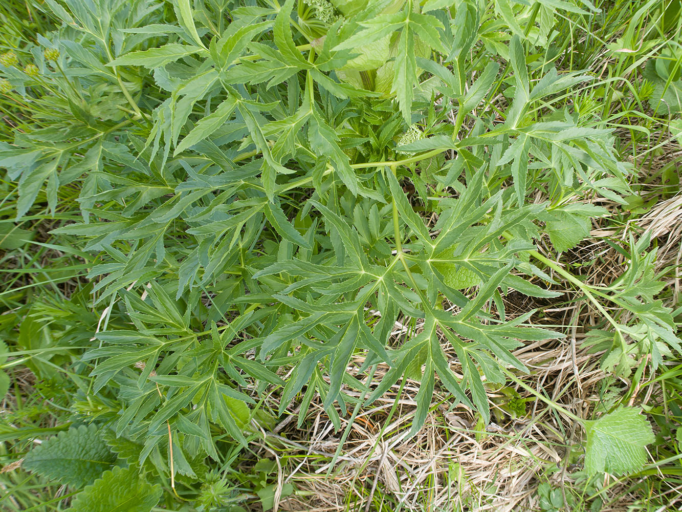 Image of familia Apiaceae specimen.