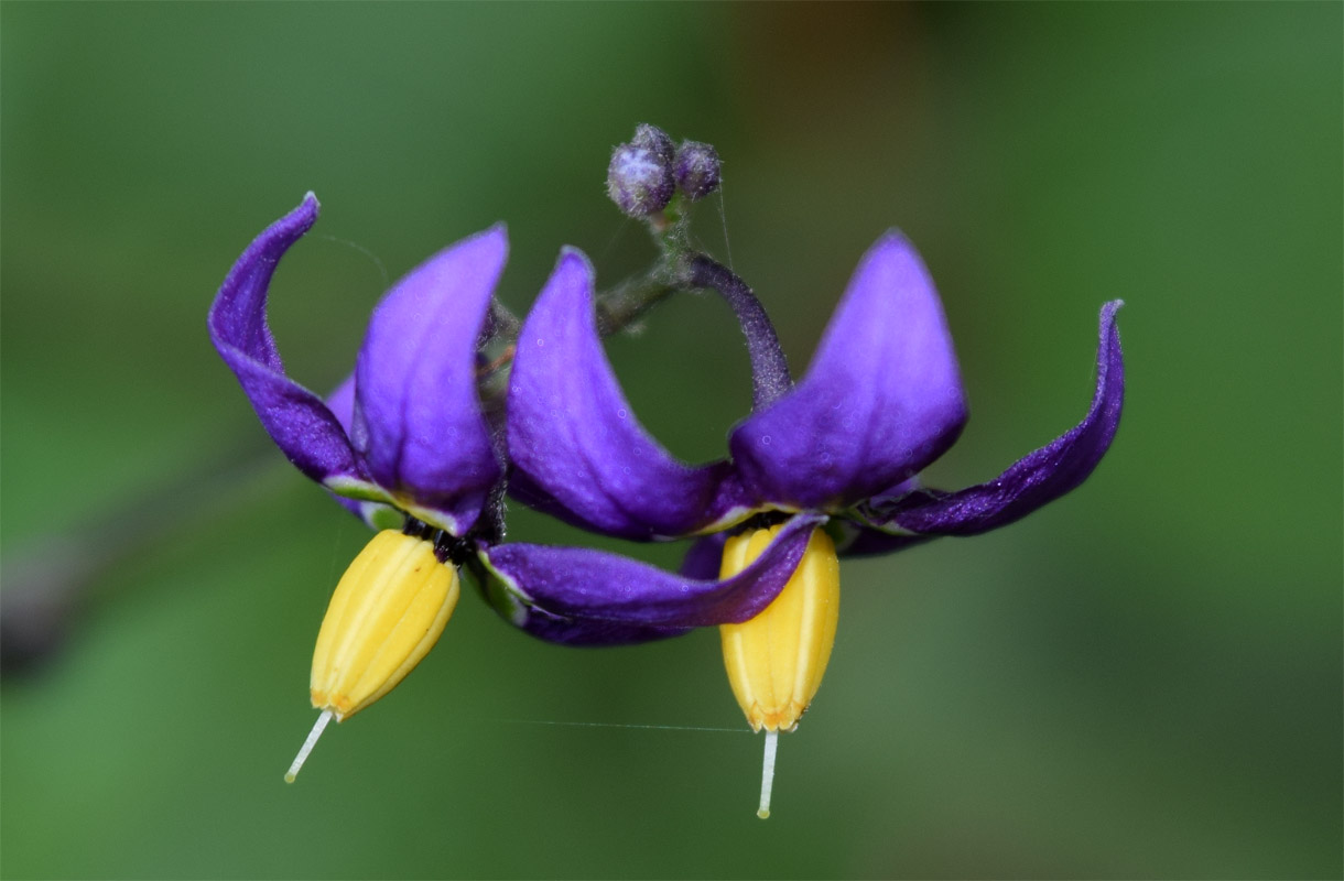 Image of Solanum kitagawae specimen.