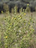 Dittrichia graveolens. Верхушка цветущего растения с прицепившимися семянками Asteraceae. Испания, Каталония, пров. Жирона, комарка Баш Эмпорда, муниципалитет Калонже, залежь между дубово-сосновым лесом и оливковыми плантациями. 04.10.2025.