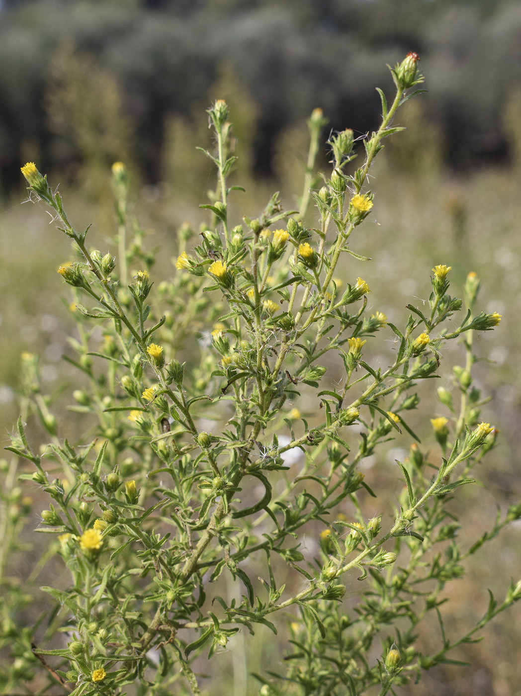 Image of Dittrichia graveolens specimen.