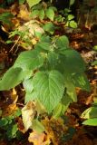 Stachys sylvatica. Плодоносящее растение со слабо развитым соплодием. Санкт-Петербург, Дудергофские высоты, склон южн. экспозиции, широколиственный лес. 18.10.2025.