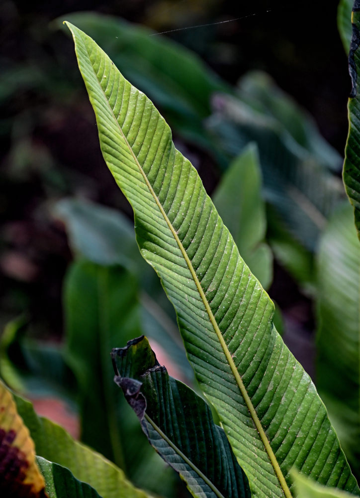 Image of Niphidium crassifolium specimen.