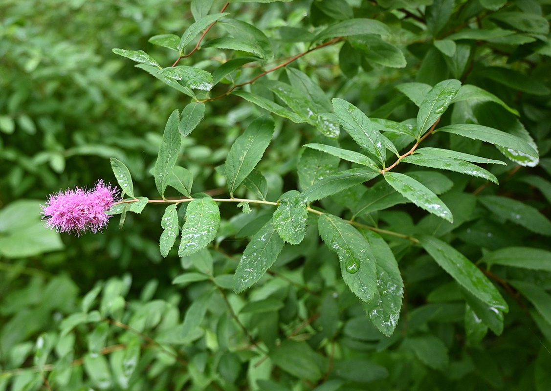 Изображение особи род Spiraea.