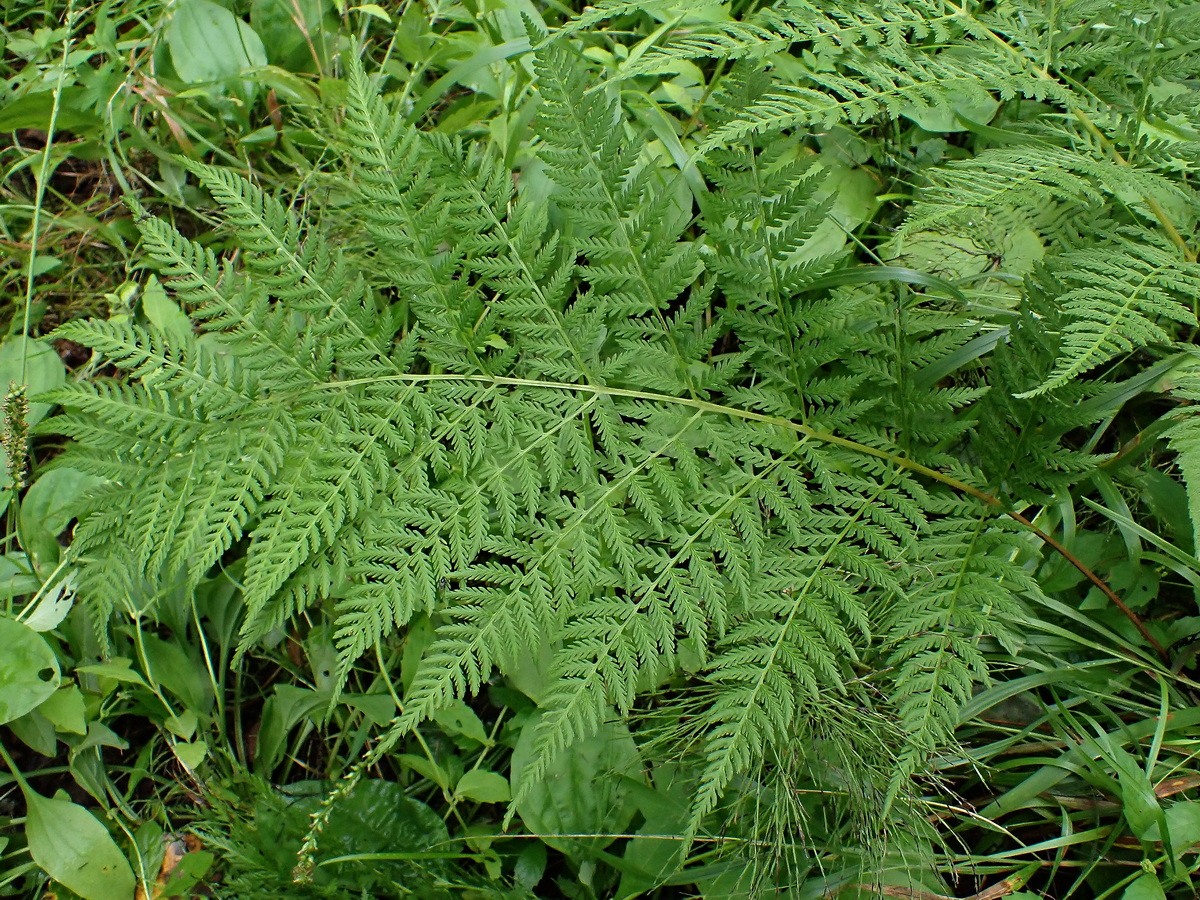Image of Athyrium filix-femina specimen.