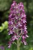 Orchis purpurea ssp. caucasica