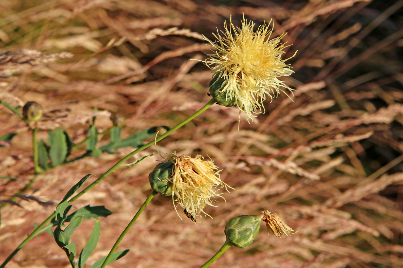 Изображение особи Rhaponticoides ruthenica.