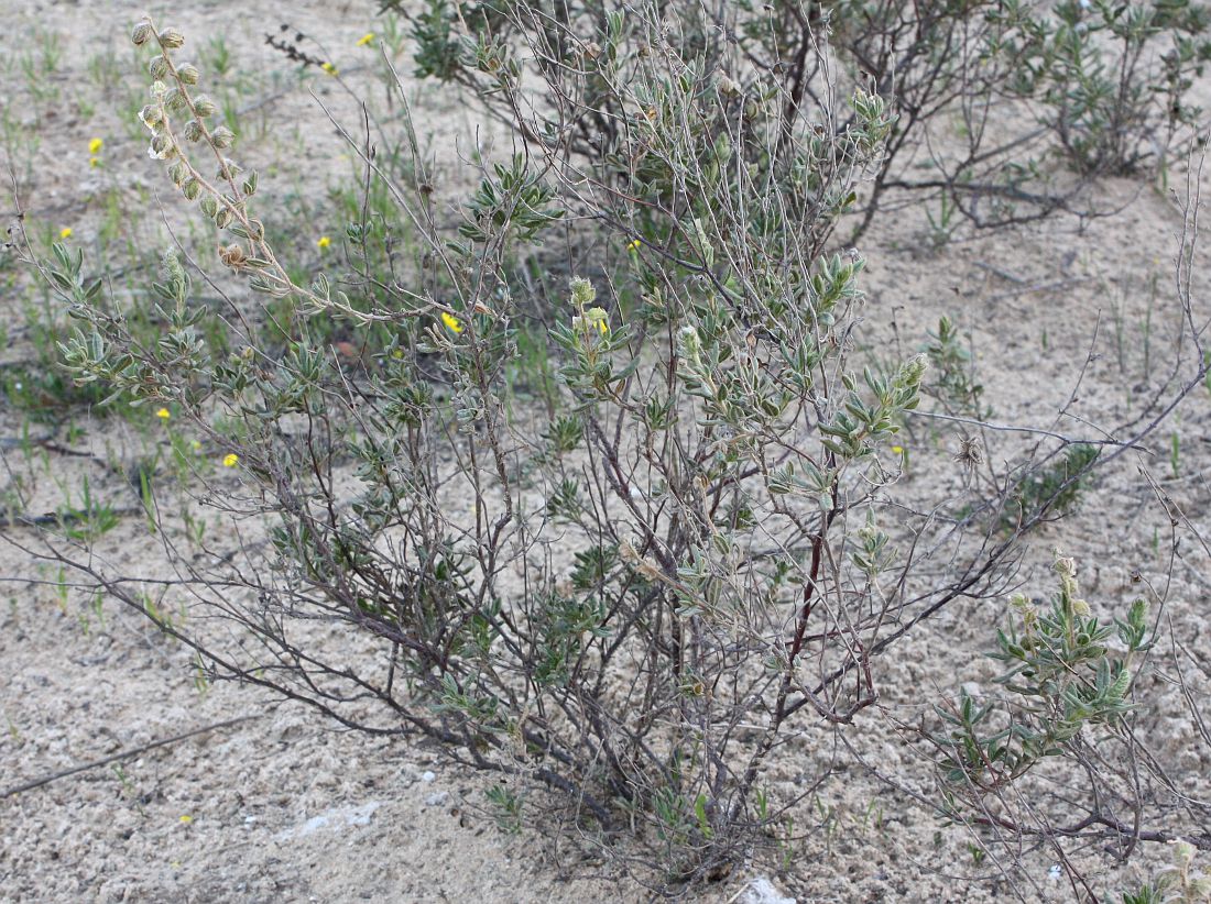 Изображение особи Helianthemum stipulatum.