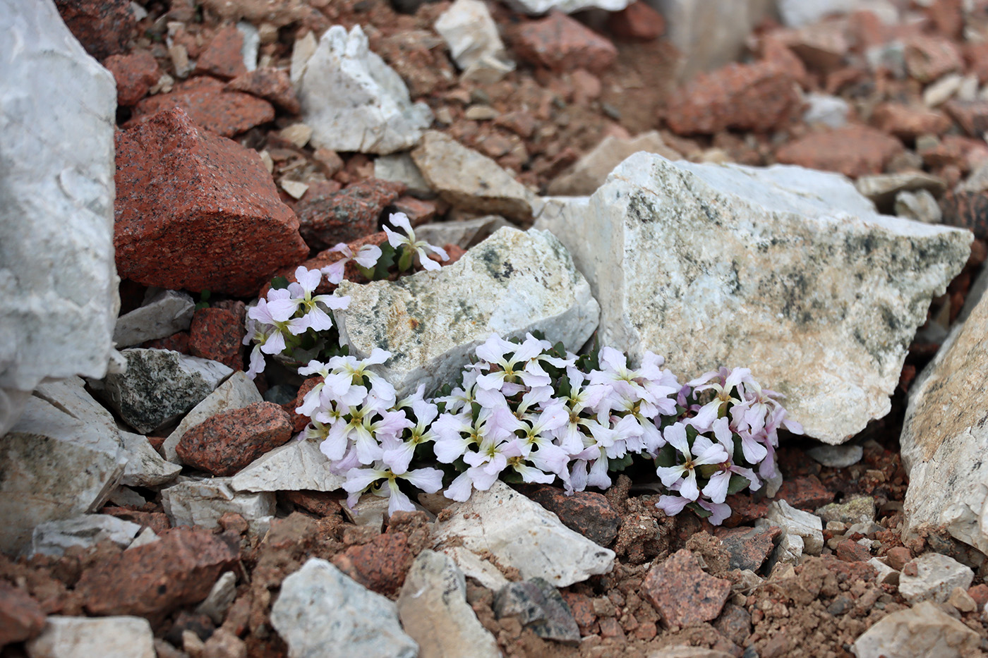 Image of Parrya maidantalica specimen.