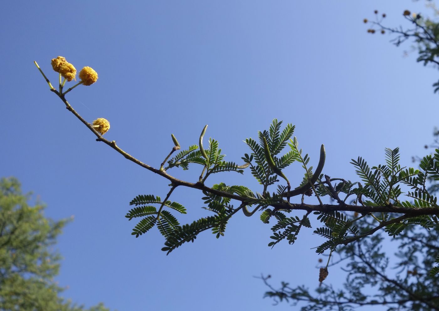 Image of Vachellia farnesiana specimen.