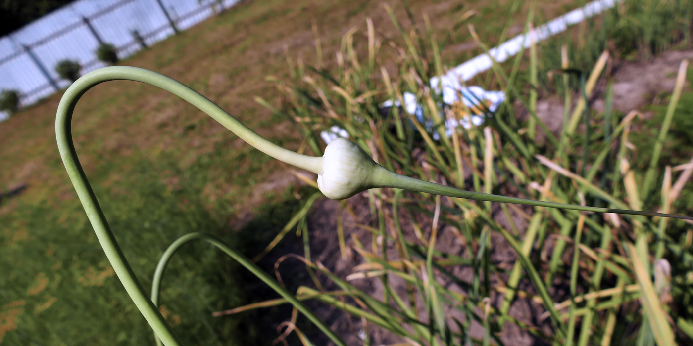 Изображение особи Allium sativum.