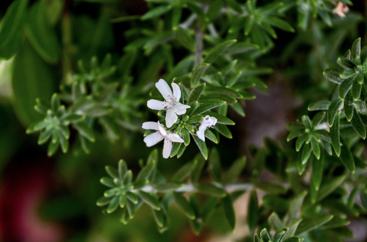 Изображение особи Westringia fruticosa.