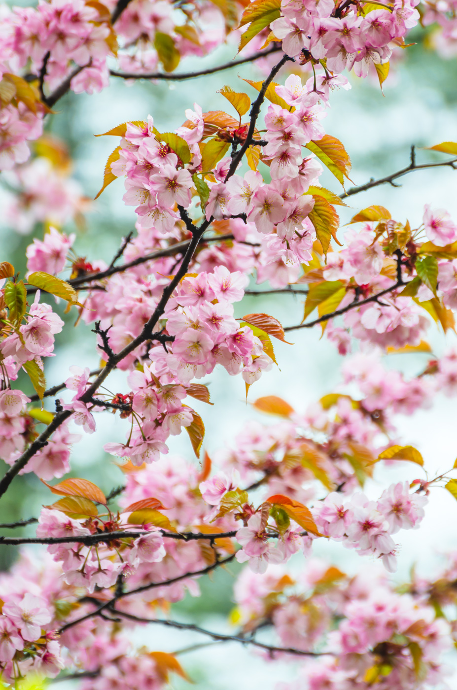 Изображение особи Cerasus sachalinensis.