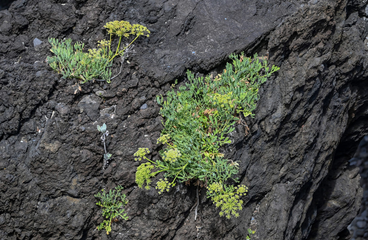 Изображение особи Crithmum maritimum.