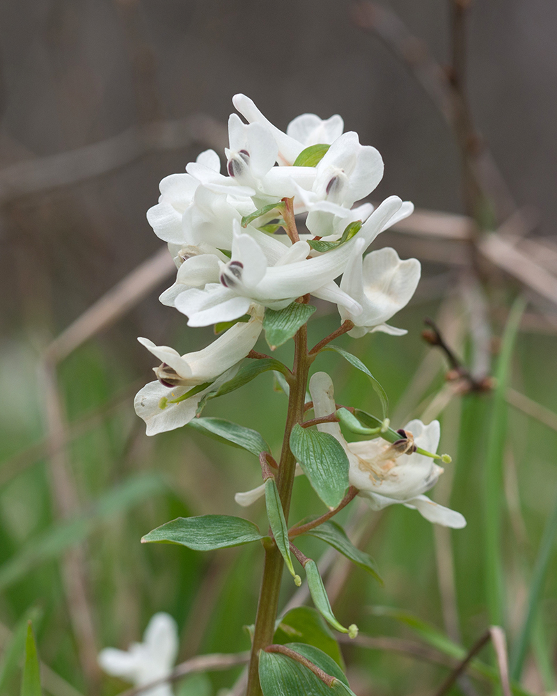 Изображение особи род Corydalis.