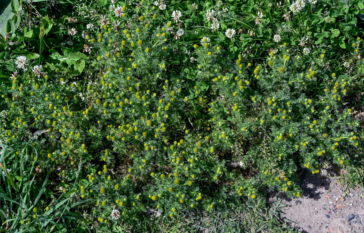 Image of Matricaria discoidea specimen.