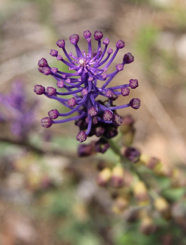 Image of Leopoldia comosa specimen.