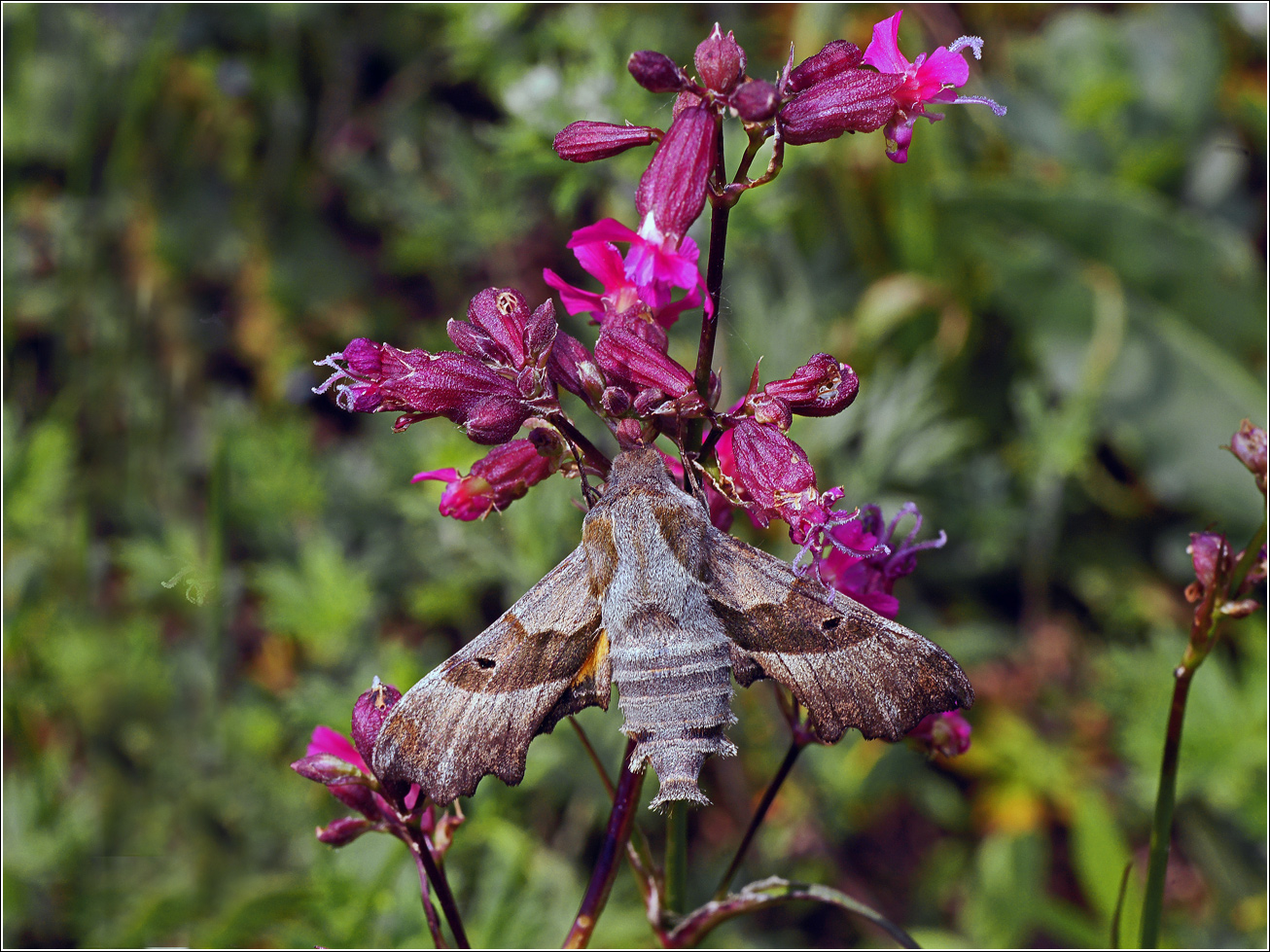Image of Viscaria vulgaris specimen.