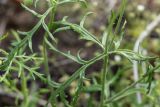 genus Papaver