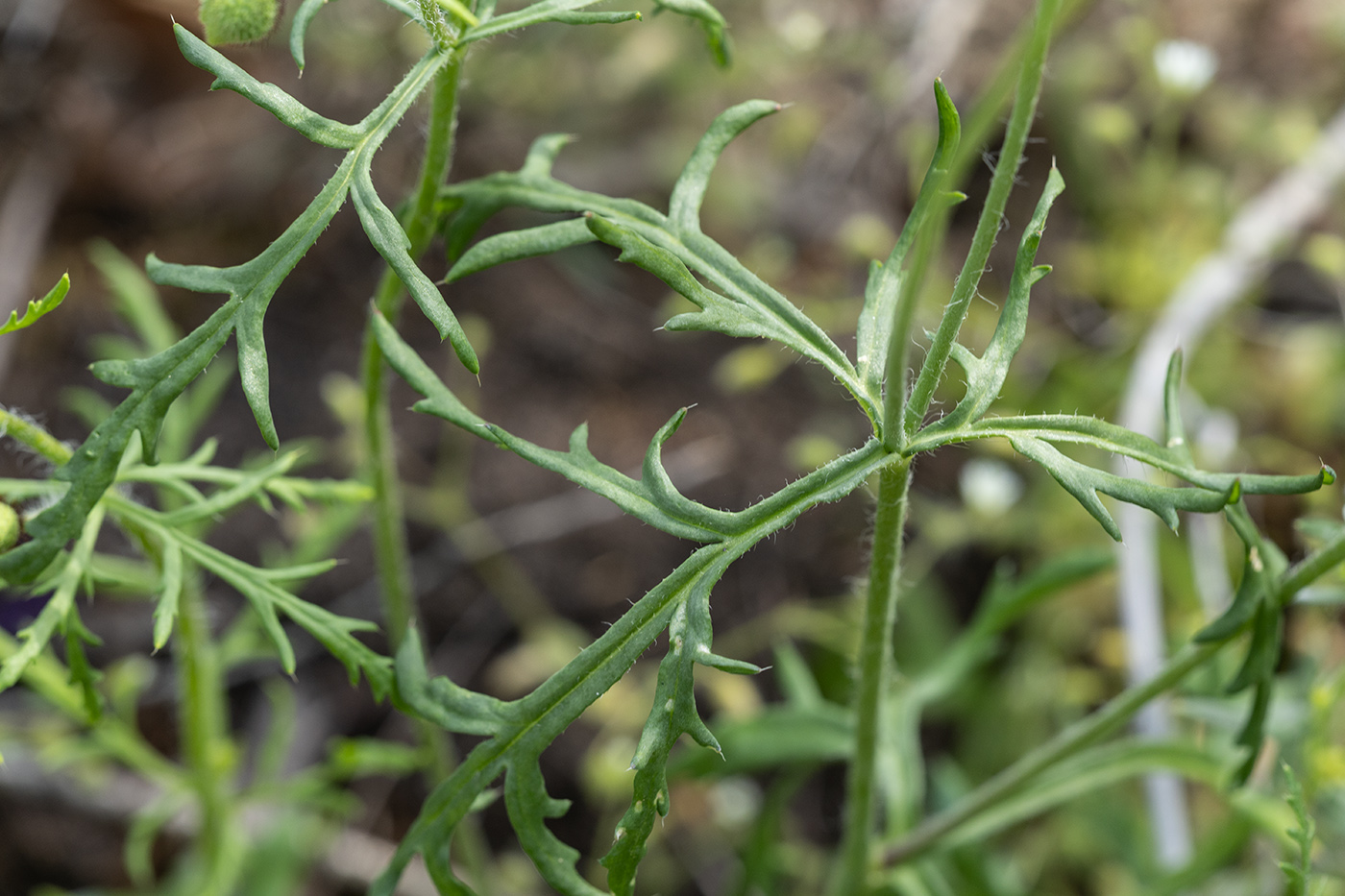 Image of genus Papaver specimen.