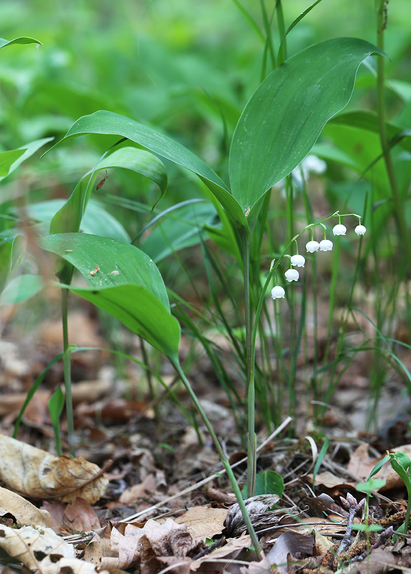 Image of Convallaria keiskei specimen.