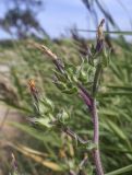 Helminthotheca echioides. Верхушка побега с отцветшими и нераспустившимися соцветиями. Испания, Каталония, пров. Жирона, комарка Баш Эмпорда, муниципалитет Пальс, обочина полевой дороги между заливными полями. 07.06.2026.