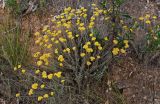 Helichrysum stoechas. Цветущее растение. Португалия, округ Бежа, дол. р. Мира, опушка эвкалиптовой рощи, каменистый участок склона. 06.06.2026.