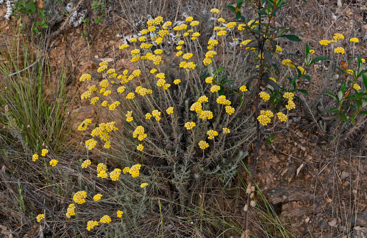 Image of Helichrysum stoechas specimen.