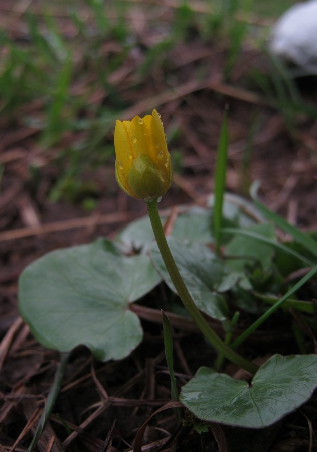 Image of Ficaria verna specimen.