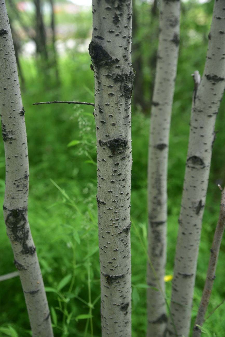 Изображение особи род Salix.