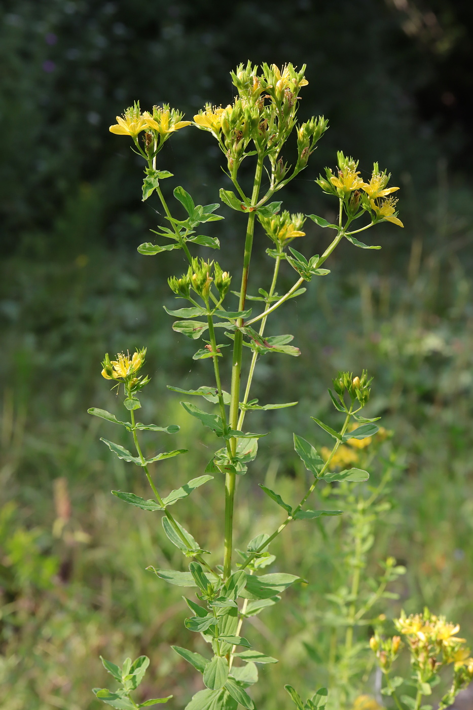 Изображение особи Hypericum tetrapterum.