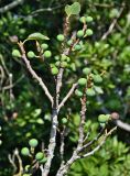 Ficus carica