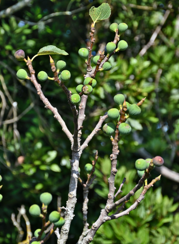 Image of Ficus carica specimen.