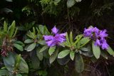 Rhododendron ponticum. Верхушки побегов с цветками. Турция, ил Артвин, правый борт ущелья р. Копрусу, напротив монастыря Парехи, хвойный лес (Picea orientalis и рододендрон). 12 июня 2026 г.