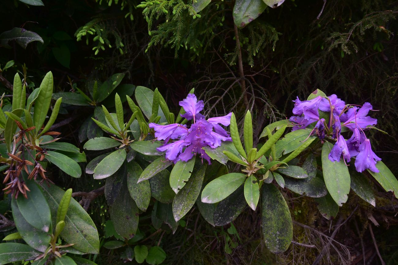 Image of Rhododendron ponticum specimen.