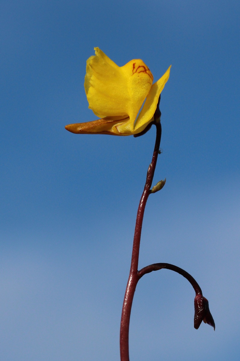 Image of genus Utricularia specimen.
