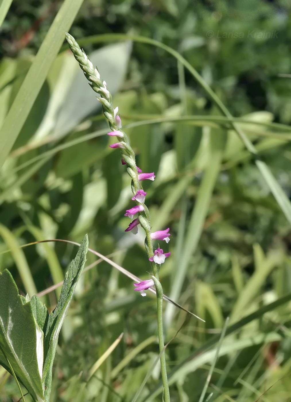 Image of Spiranthes australis specimen.