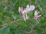 Lonicera nummulariifolia. Верхушка веточки с цветками и завязями. Таджикистан, Горно-Бадахшанская автономная обл., Дарвазский р-н, Дарвазский хр., перев. Хабуработ, выс. ≈ 2900 м н.у.м., задернованный глинистый склон. 19 июня 2026 г.