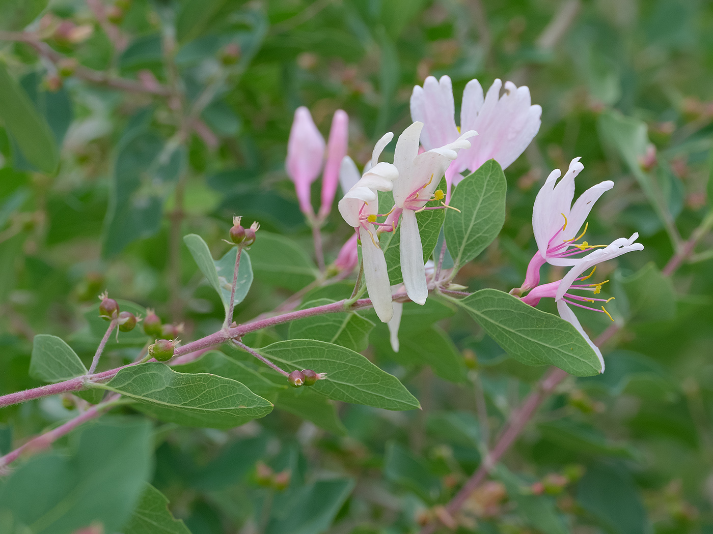 Image of Lonicera nummulariifolia specimen.