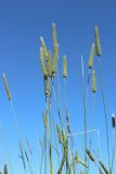 Phleum pratense. Верхушки побегов с отцветшими соцветиями. Беларусь, Витебская обл., окр. дер. Местечко, разнотравно-злаковый суходольный луг. 17.07.2026.