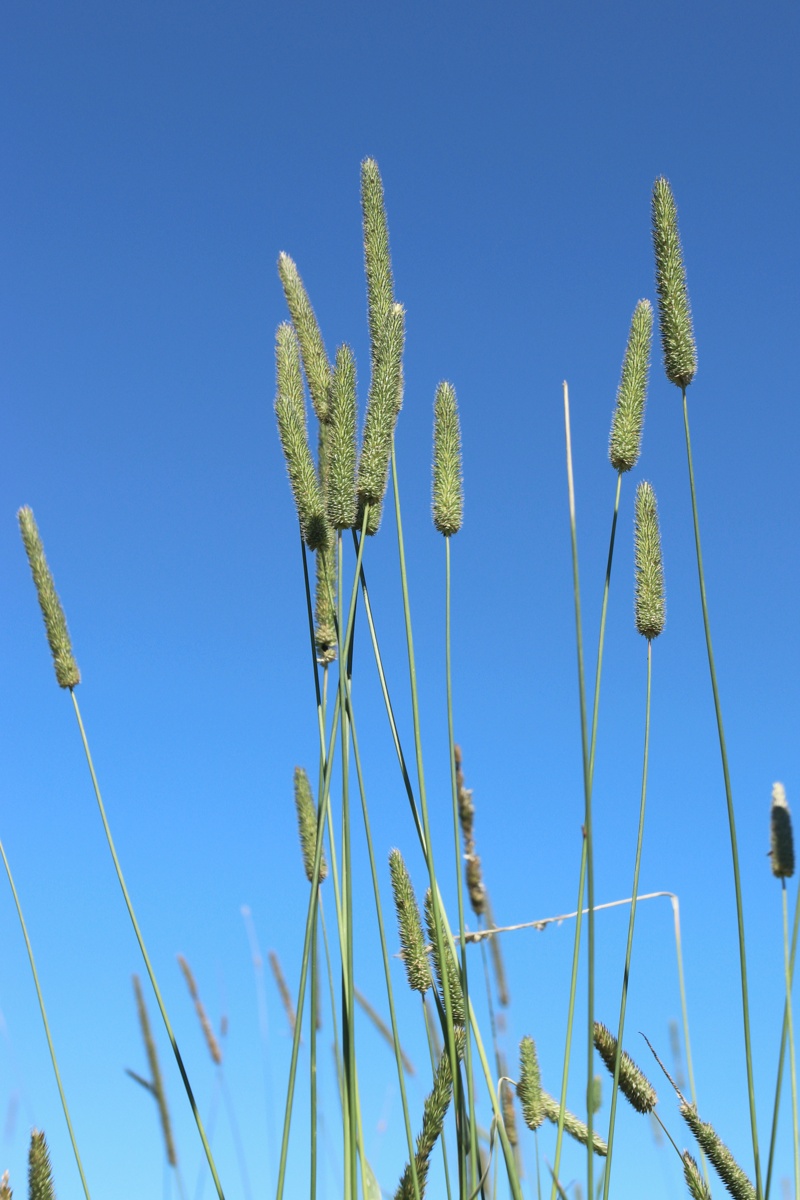 Image of Phleum pratense specimen.