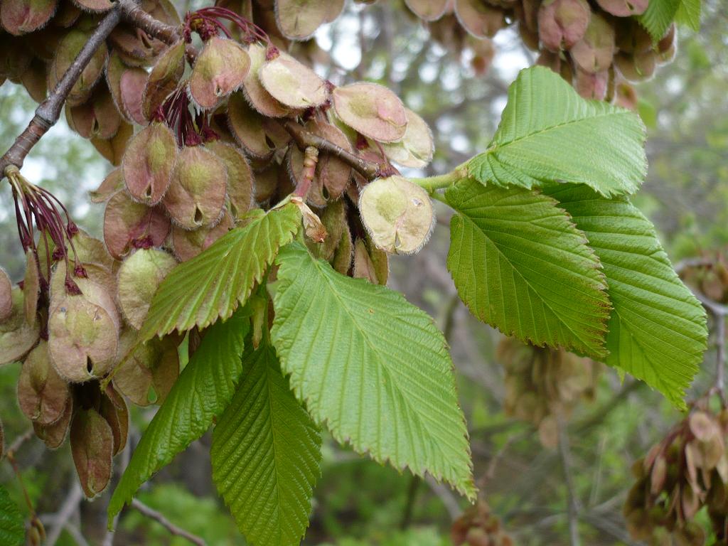 Изображение особи Ulmus laevis.