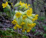 Primula macrocalyx. Соцветия. Крым, горы между Приветным и Белогорском, Чёртовы ворота. 12 мая 2011 г.