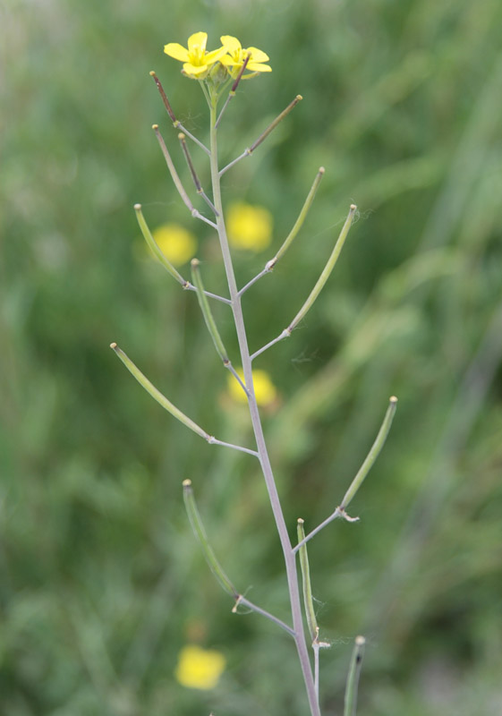 Изображение особи Diplotaxis tenuifolia.