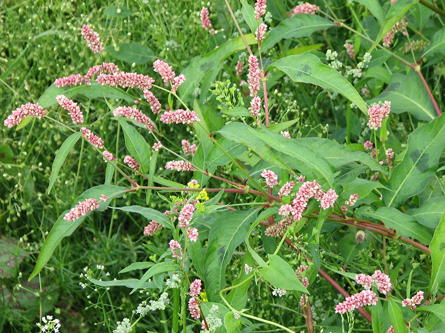 Image of Persicaria maculosa specimen.
