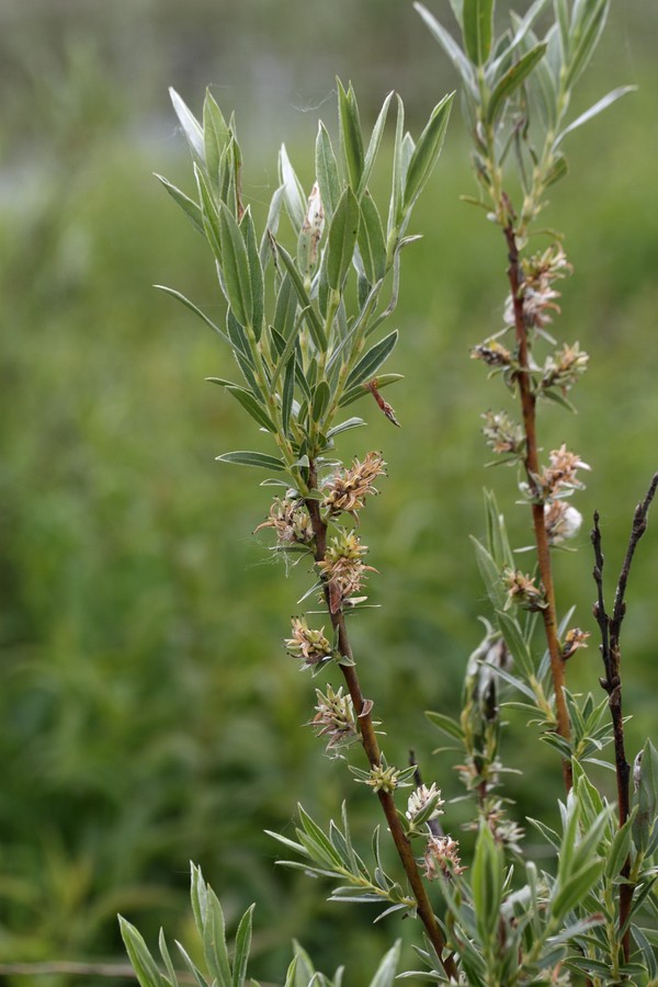 Image of Salix rosmarinifolia specimen.