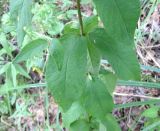 Lysimachia vulgaris